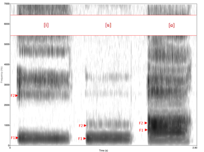 Spectrogram of vowels [i, u, ɑ]. [ɑ] is a low vowel, so its F1 value is higher than that of [i] and [u], which are high vowels. [i] is a front vowel, so its F2 is substantially higher than that of [u] and [ɑ], which are back vowels.