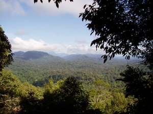 Rainforests are among the most biodiverse ecosystems on earth