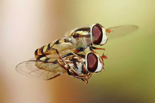 Image:Hoverflies mating midair.jpg