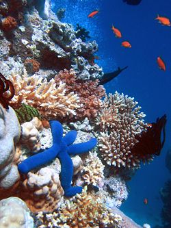 Some of the biodiversity of a coral reef.