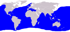 Range of blue shark