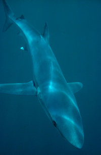 Back of blue shark