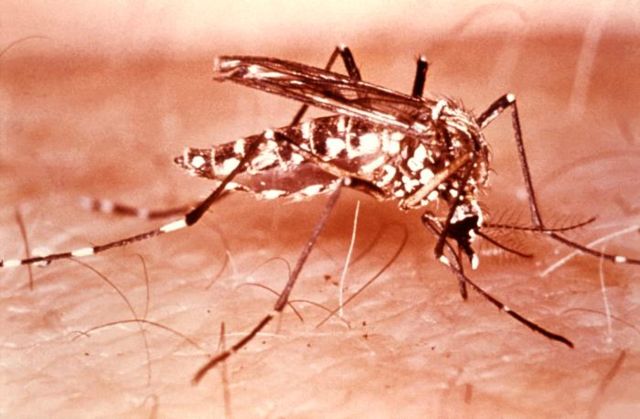 Image:Aedes aegypti mosquito2.jpg