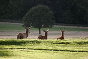 Deer in Richmond Park, London. Originally a Royal hunting park , today it is open to the public.