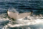 A humpback whale tail has wavy rear edges.