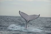 A tail from a different individual - the tail of each humpback whale is visibly unique.
