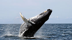 Humpbacks frequently breach, throwing two thirds or more of their bodies out of the water and splashing down on their backs.