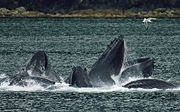 A group of 15 whales bubble net fishing near Juneau, Alaska