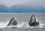 A pair of humpback whales feeding by lunging.