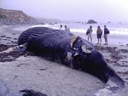 A dead humpback washed up near Big Sur, California