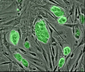 Mouse embryonic stem cells with fluorescent marker.