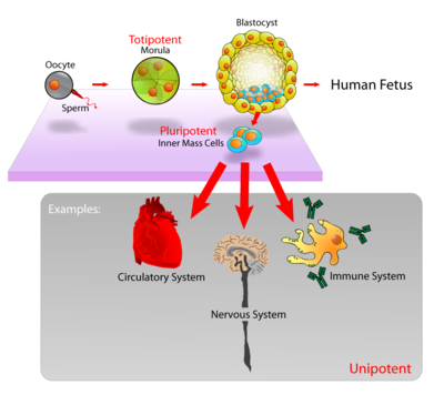 Pluripotent, embryonic stem cells originate as inner mass cells within a blastocyst. The stem cells can become any tissue in the body, excluding a placenta. Only the morula's cells are totipotent, able to become all tissues and a placenta.