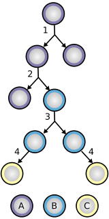 Stem cell division and differentiation. A - stem cell; B - progenitor cell; C - differentiated cell; 1 - symmetric stem cell division; 2 - asymmetric stem cell division; 3 - progenitor division; 4 - terminal differentiation