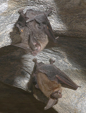 Townsend's Big-eared bats in a cave