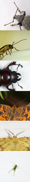 Evolution has produced astonishing variety in insects. Pictured are some of the possible shapes of antennae.