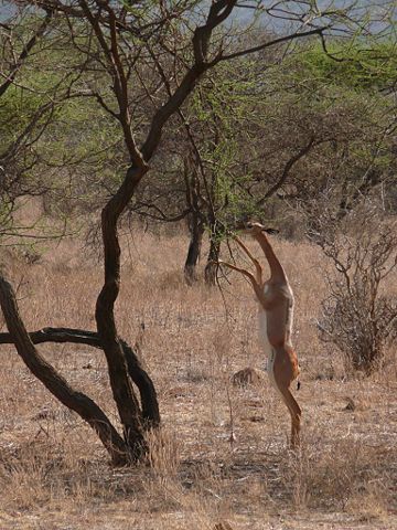 Image:Antilope girafe debout.jpg