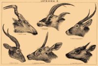 Antelope horns
