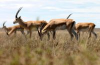 Fast running gazelles prefer open grassland habitat