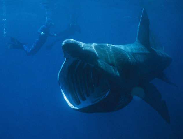 Image:Basking Shark.jpg