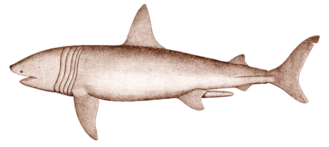 Image:Basking shark.png