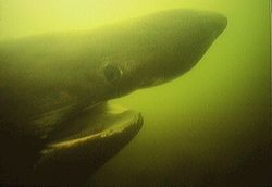 Head of a basking shark.