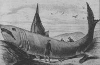 The "wonderful fish" described in Harper's Weekly on October 24, 1868, was likely the remains of a basking shark.