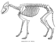 Wolf skeleton.