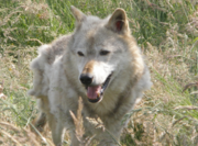 Wolves molt in late spring or early summer.
