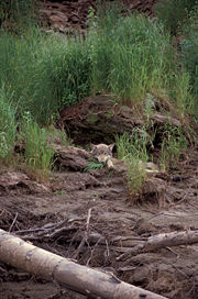 A wolf resting at the entrance to its den; also note how its coloration blends in with the environment.