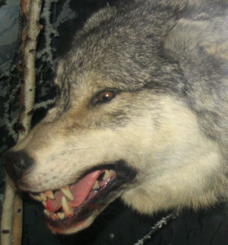 Image:Grey Wolf 3.jpg