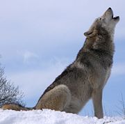 Howling adult wolf at the UK Wolf Conservation Trust