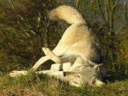 Wolves scent-roll to bring scents back to the pack.