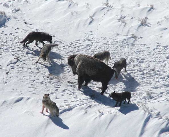 Image:Canis lupus pack surrounding Bison.jpg