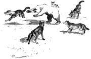 Reconstruction of a wolf pack confronting a Grizzly bear by Adolph Murie (1944)
