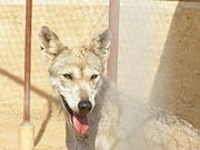 Desert dwelling grey wolf subspecies, such as this Arabian wolf, tend to be smaller than their more northern cousins.