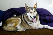 A wolf-dog hybrid with malamute ancestry