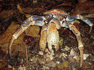 Coconut crabs vary in size and colouring.
