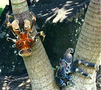 Coconut crabs at Bora-Bora