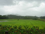 Rice paddies in the Wayanad countryside.
