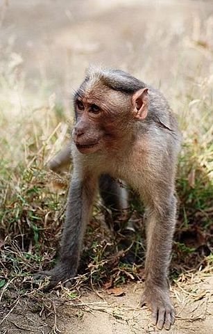 Image:Nelliampathi-Monkey.jpg