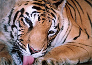 The Bengal Tiger inhabits Kerala's eastern forests.