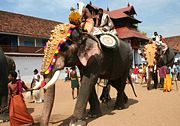 Caparisoned Keralite elephants during the Sree Poornathrayesa Temple festival.