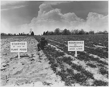 Tennessee Valley Authority: "Results of Fertilizer" demonstration 1942.