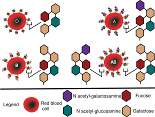 Diagram showing the carbohydrate chains which determine the ABO blood group