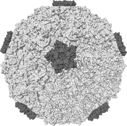 Image:Rhinovirus.PNG