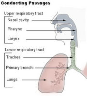 The common cold is a disease of the upper respiratory tract