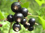Blackcurrants are a good source of vitamin C