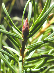 Conifers were common in the Jurassic period.