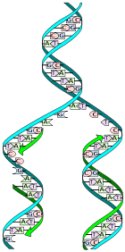 Semi-conservative DNA replication