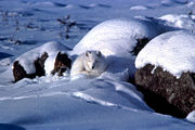 Arctic fox coiled up in snow